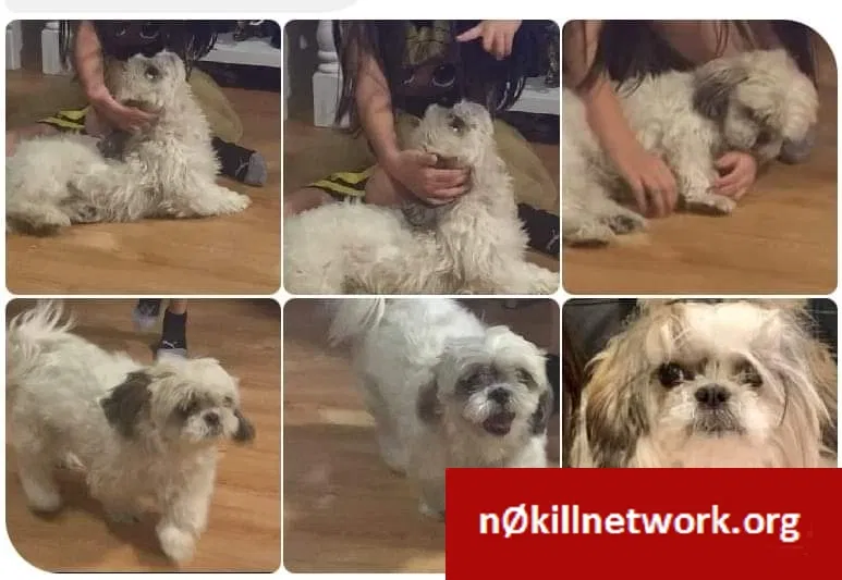 Lost dog in Albuquerque, NM, 87108
