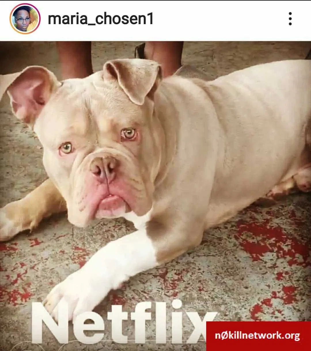 Lost dog in Lafayette, LA, 70501
