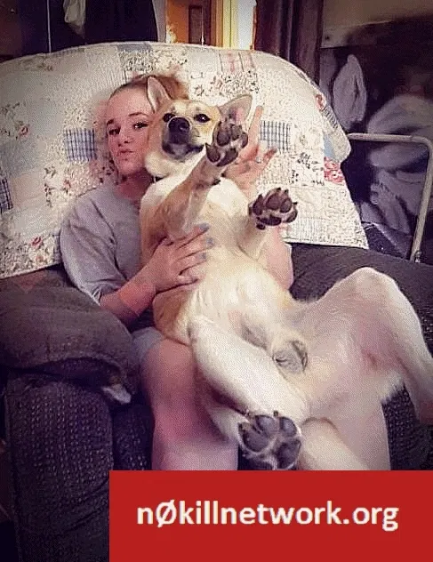 Lost dog in Abilene, TX, 79605