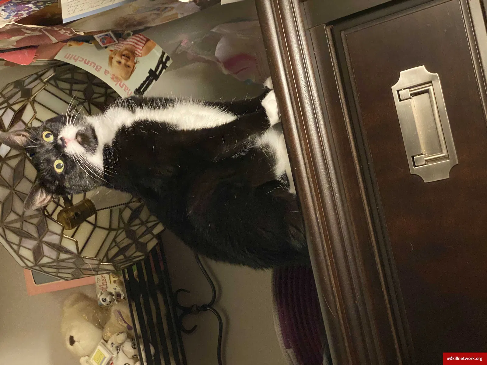 Lost cat in Colgate, WI, 53017