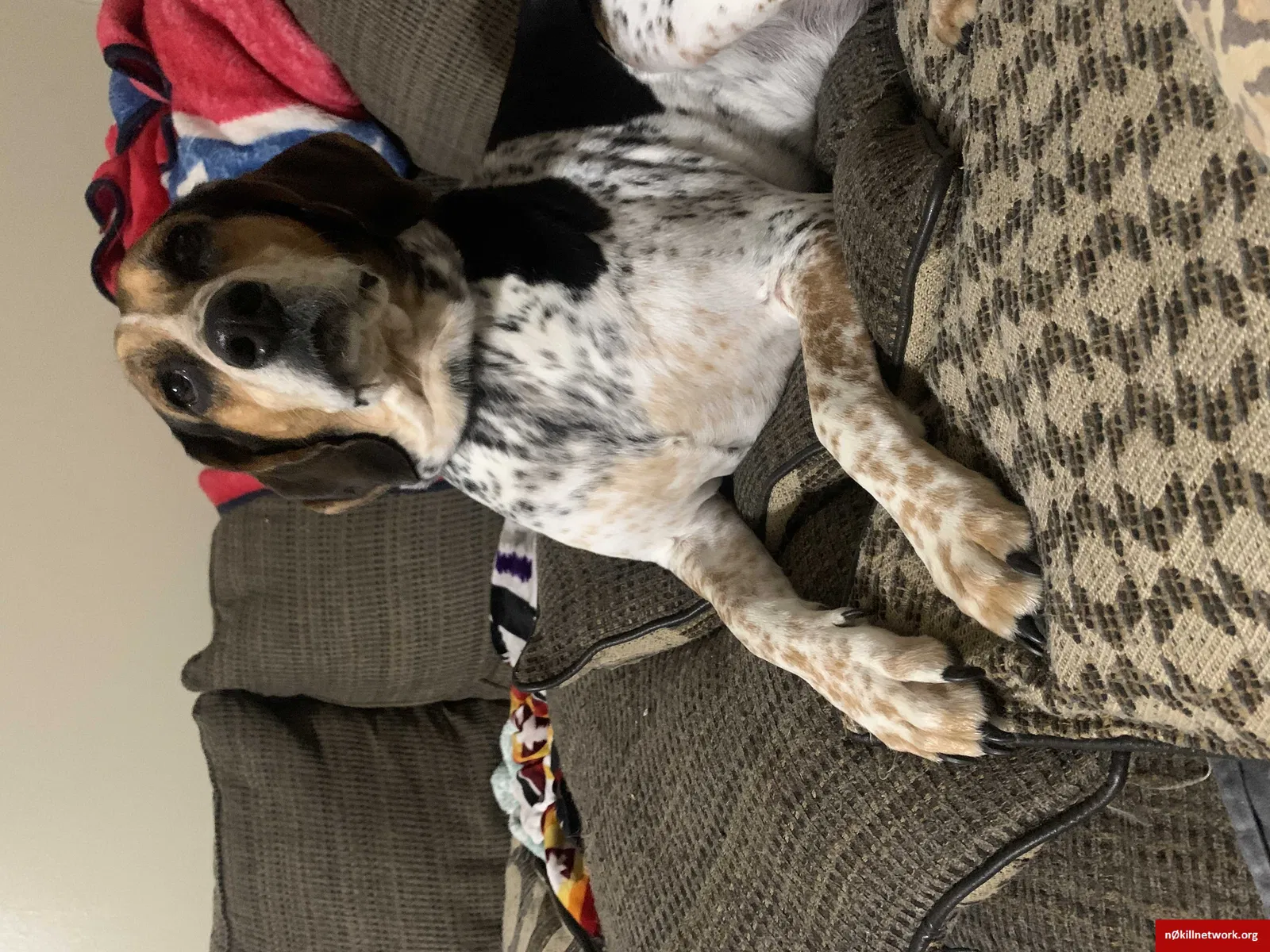 Lost dog in Birchwood, TN, 37308