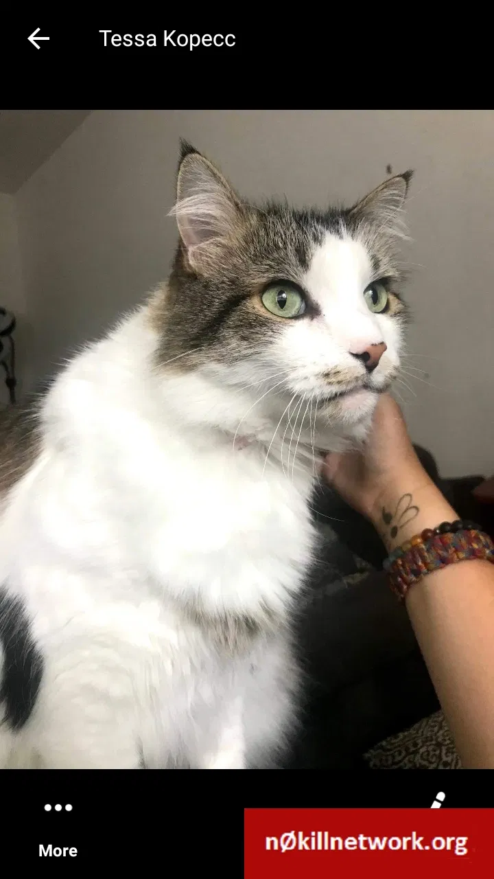 Lost cat in Anderson, IN, 46013