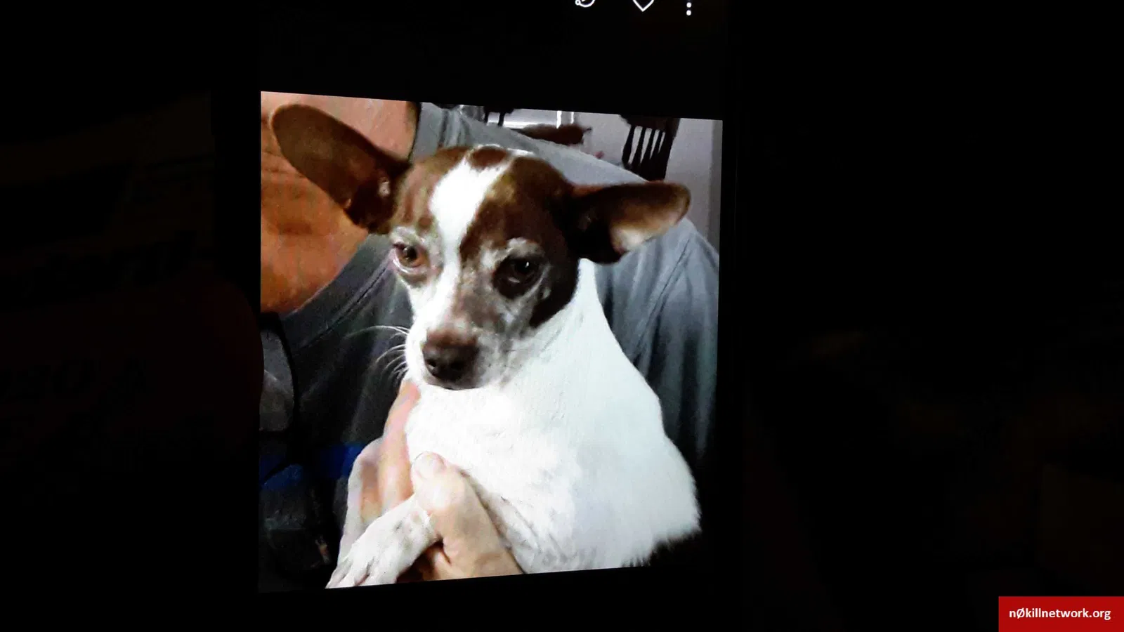 Lost dog in San Angelo, TX, 76903