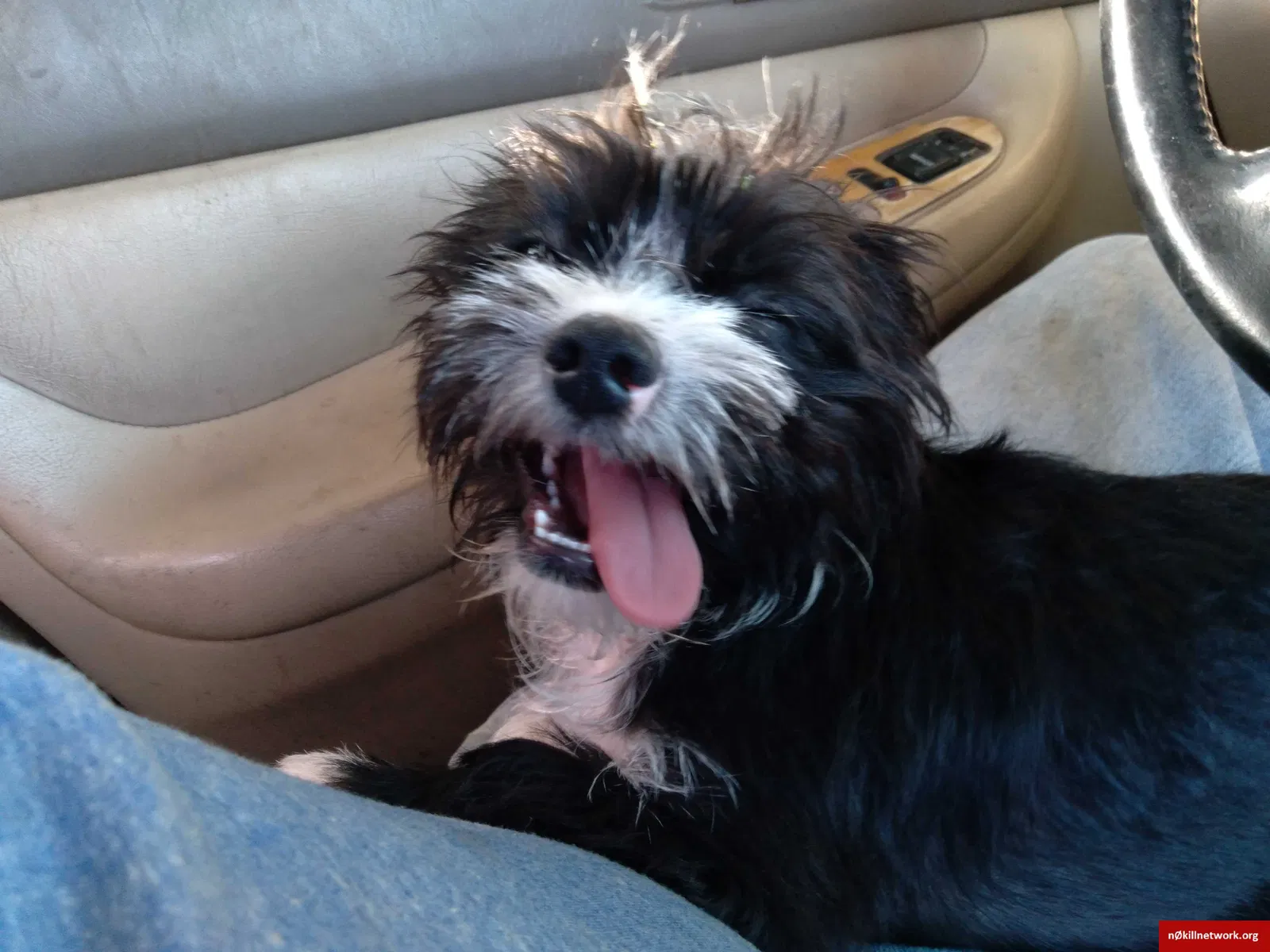 Lost dog in Lubbock, TX, 79424