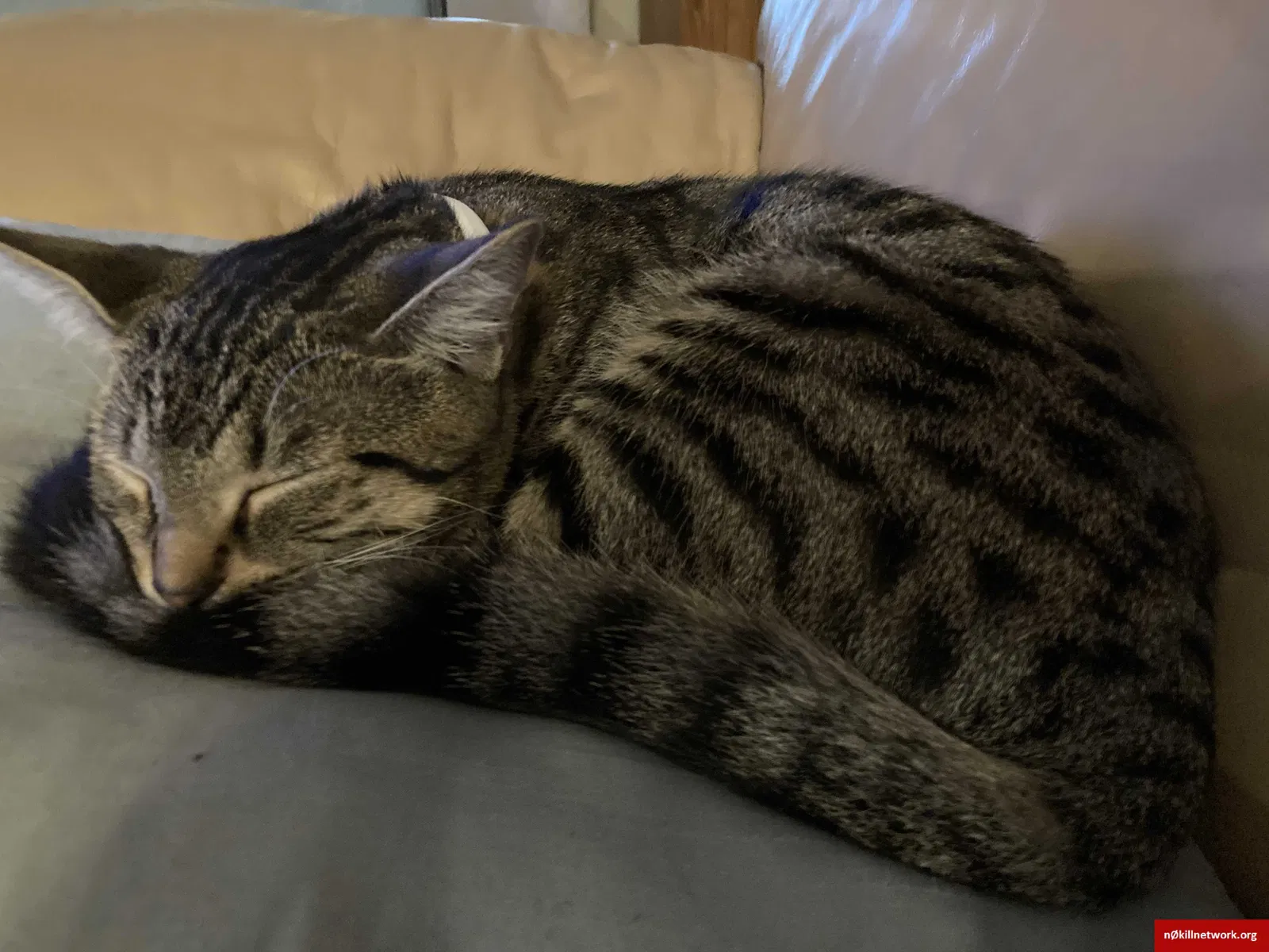 Lost cat in Advance, MO, 63730
