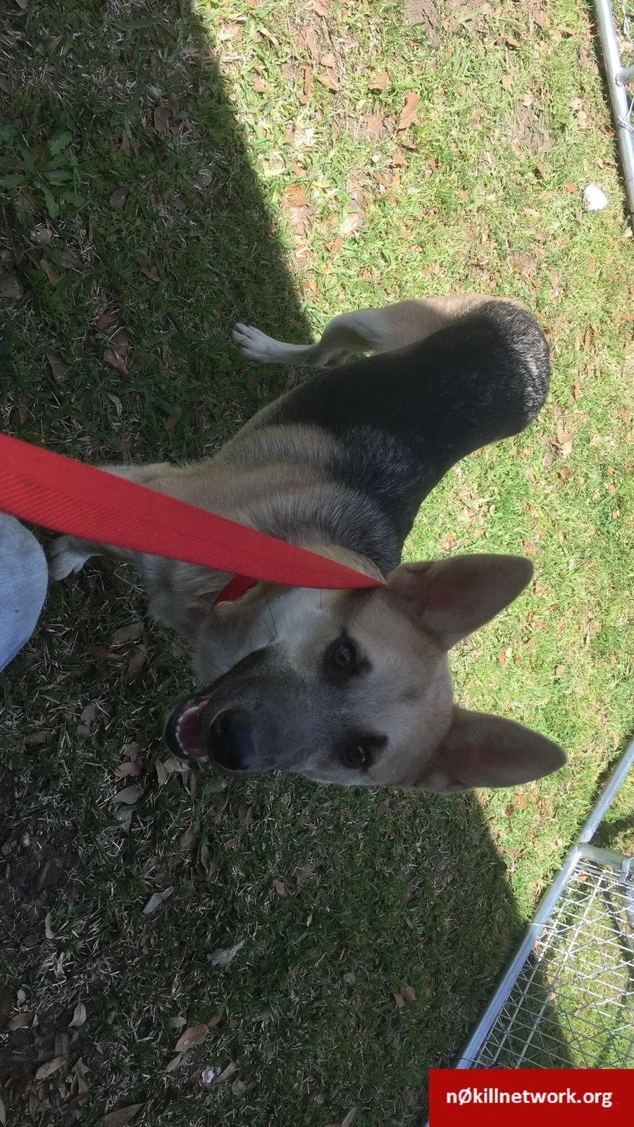Lost dog in Bryan, TX, 77808