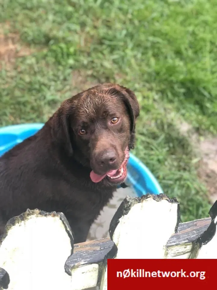 Lost dog in Independence, LA, 70443