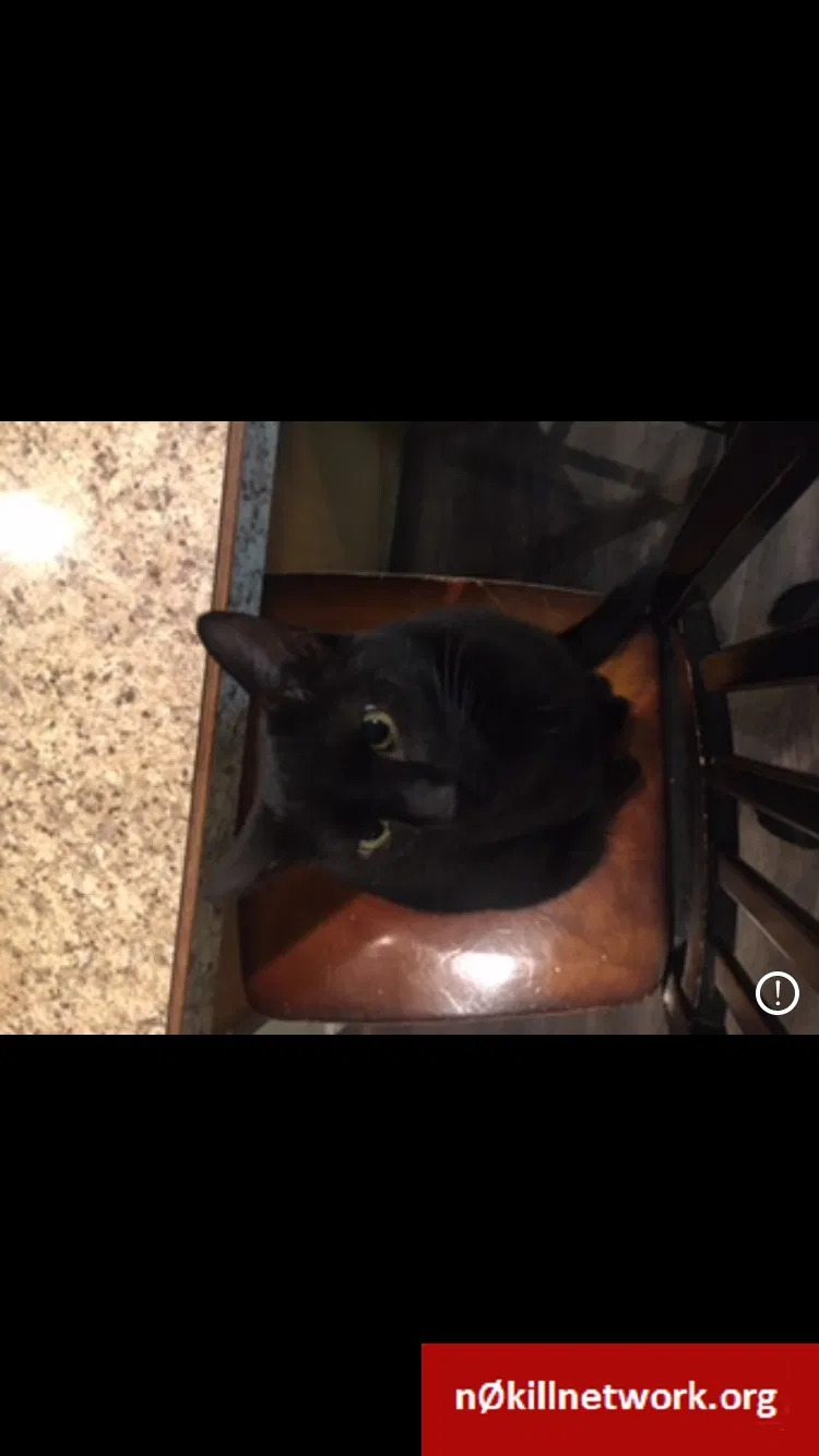 Lost cat in Centerville, UT, 84014