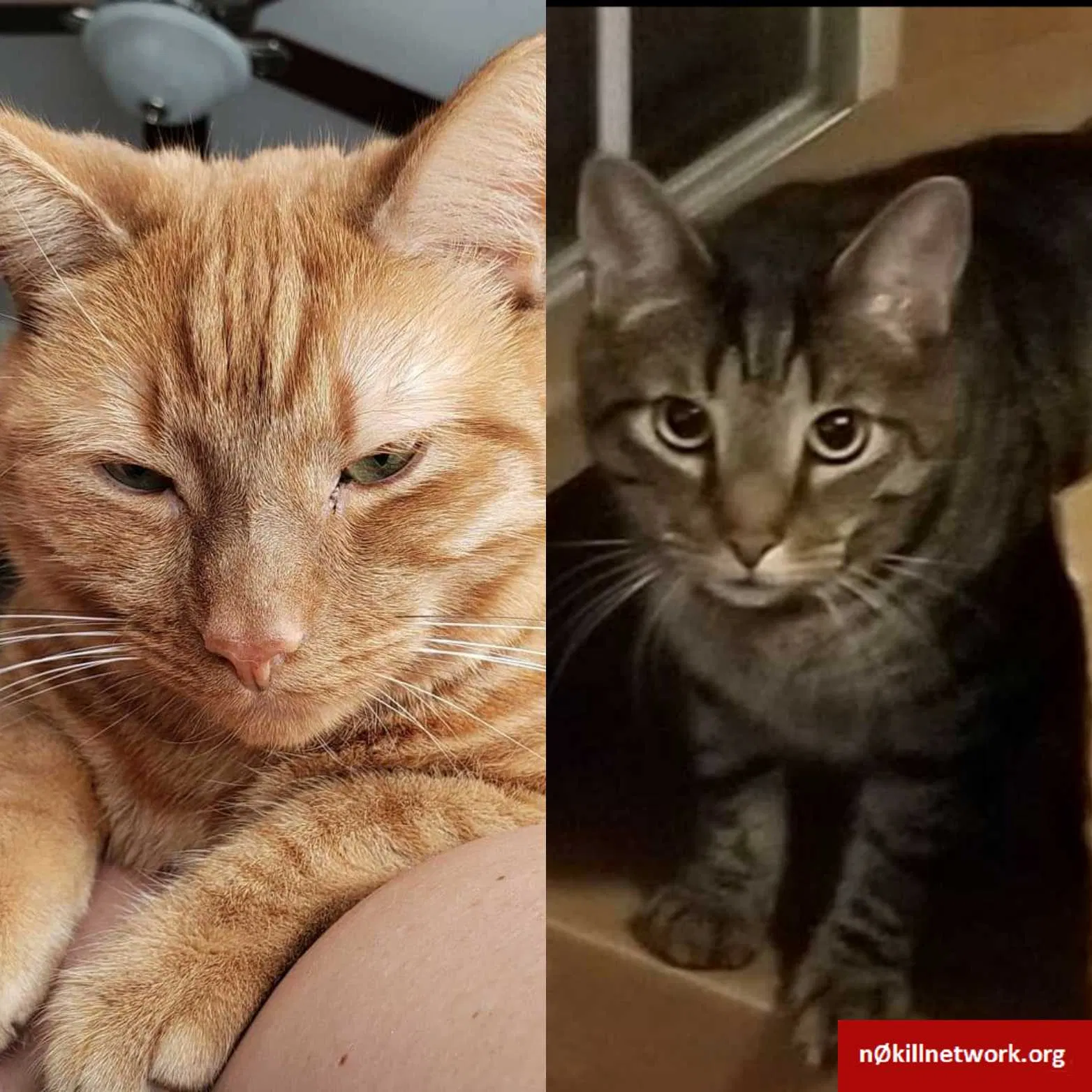 Lost cat in Dayton, OH, 45430