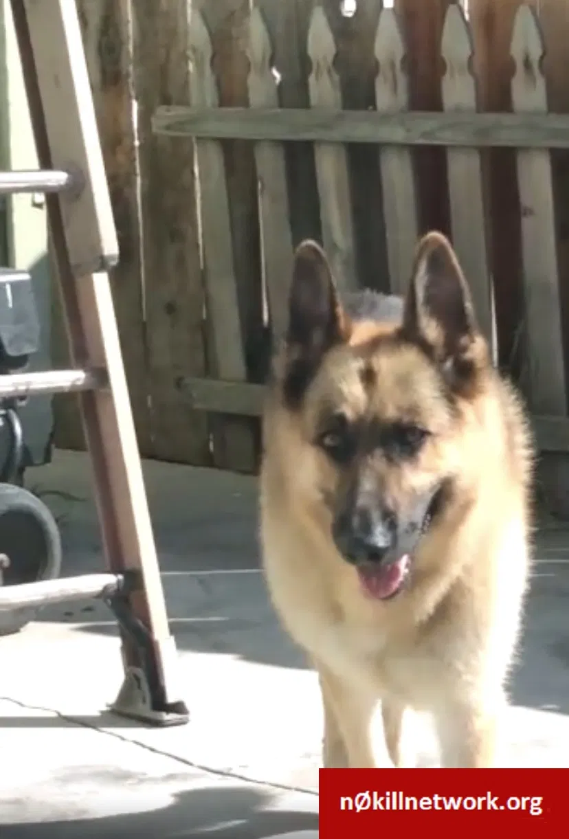 Lost dog in Oakland, CA, 94621