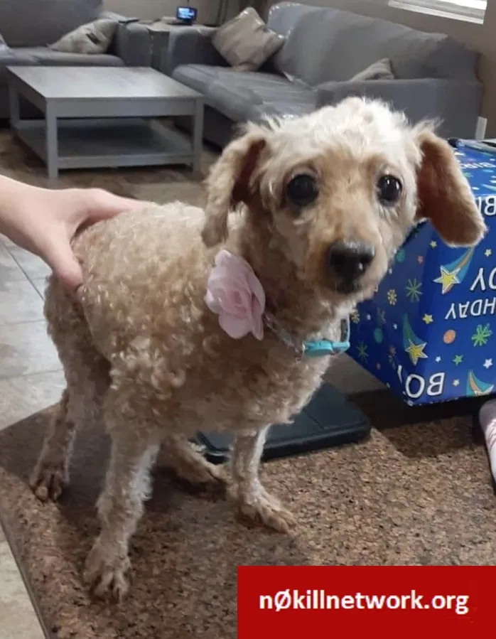 Lost dog in Sacramento, CA, 95826