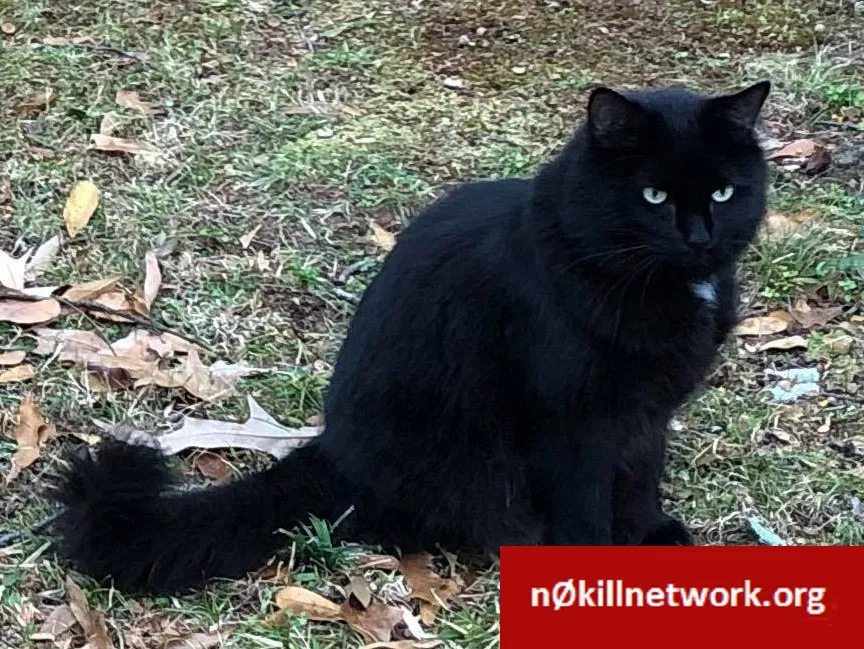 Lost cat in Decatur, GA, 30030