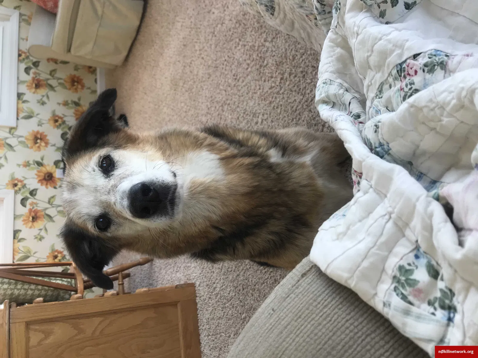 Lost dog in Atlanta, IN, 46031
