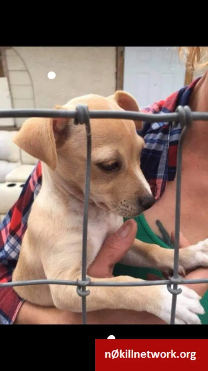 Lost dog in Roswell, NM, 88201