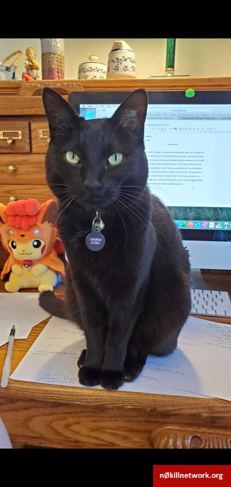 Lost cat in Mount Shasta, CA, 96067