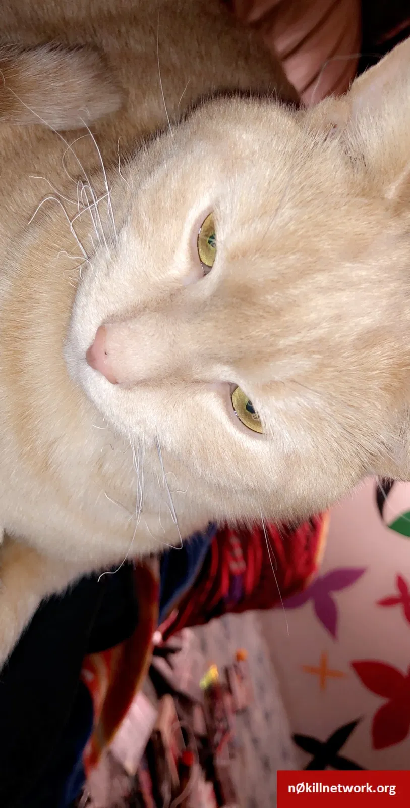 Lost cat in Akron, NY, 14001