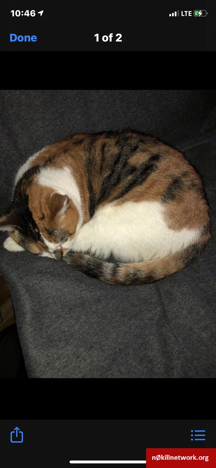 Lost cat in Streamwood, IL, 60107