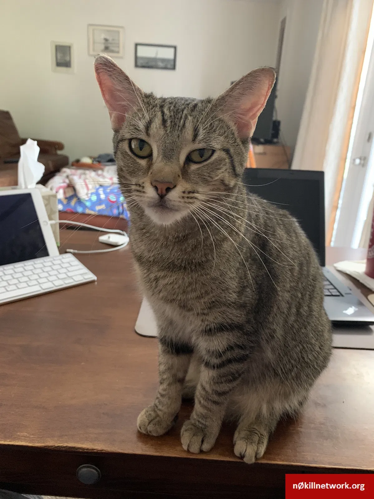Lost cat in Burke, VA, 22015