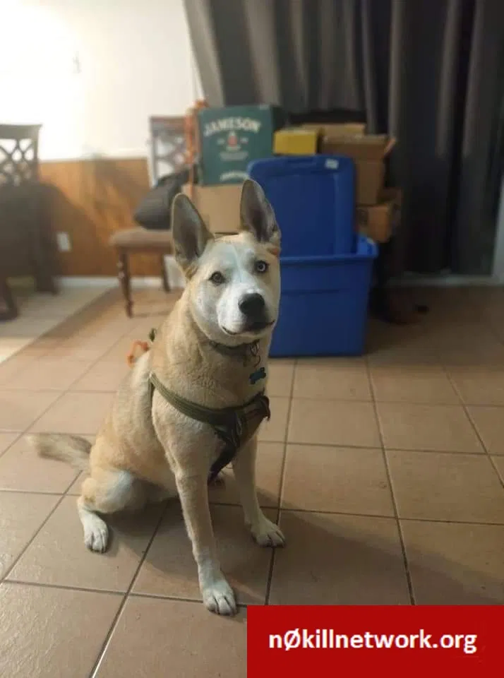 Lost dog in Devine, TX, 78016