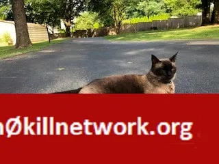 Lost cat in Devon, PA, 19333