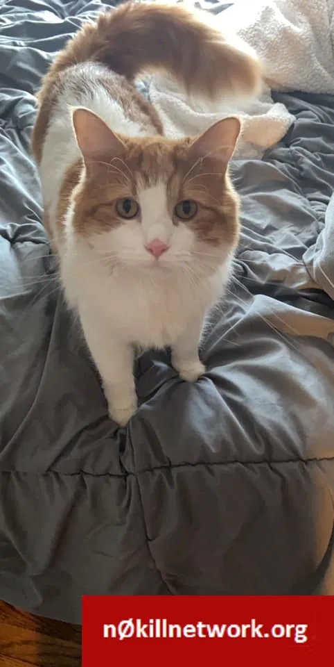 Lost cat in Saint Louis, MO, 63109