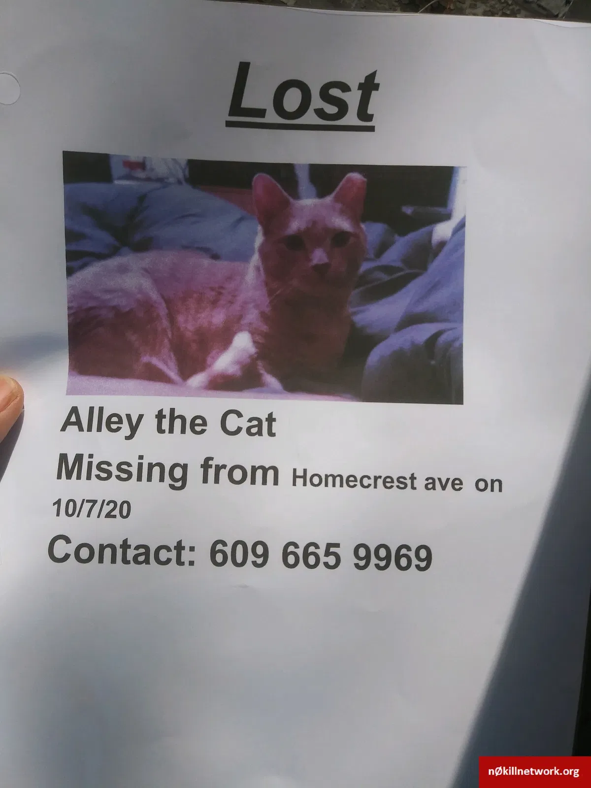 Lost cat in Trenton, NJ, 8638
