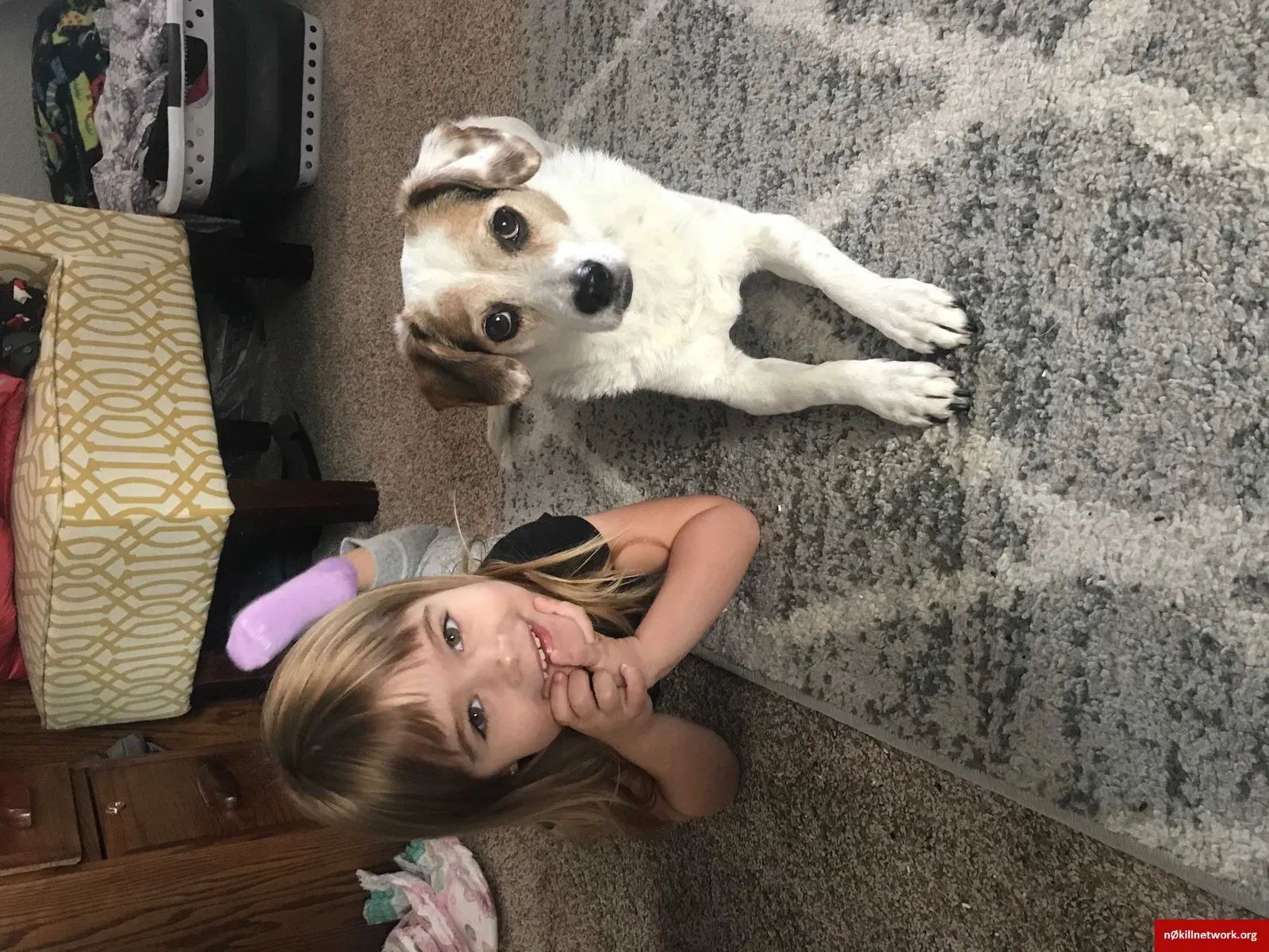Lost dog in Watsonville, CA, 95076