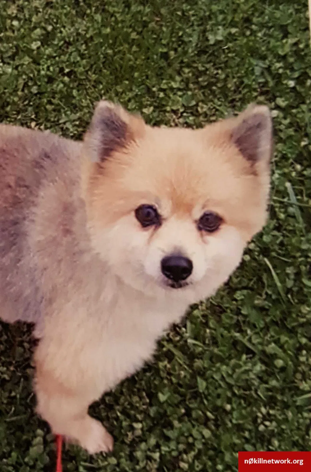 Lost dog in Oxford, PA, 19363