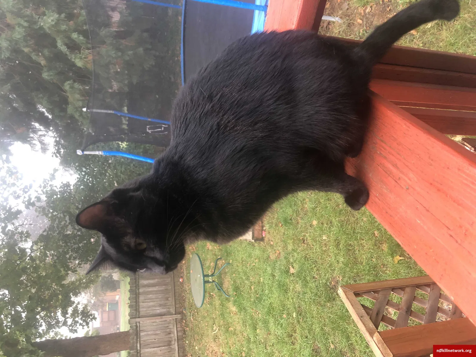 Lost cat in Beaverton, OR, 97006