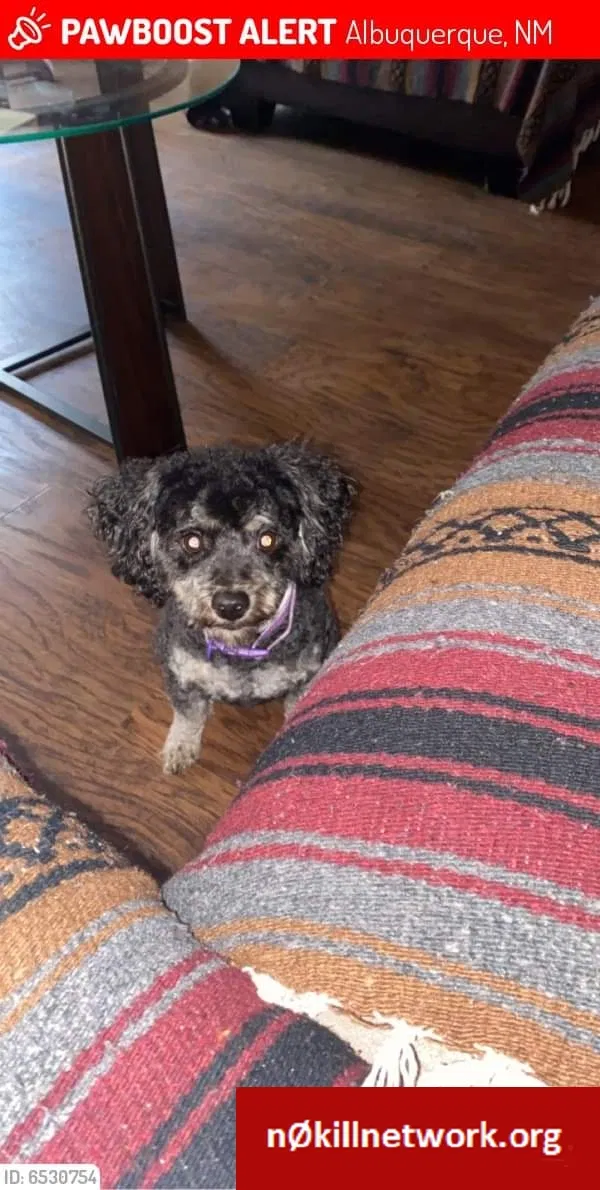 Lost dog in Albuquerque, NM, 87121