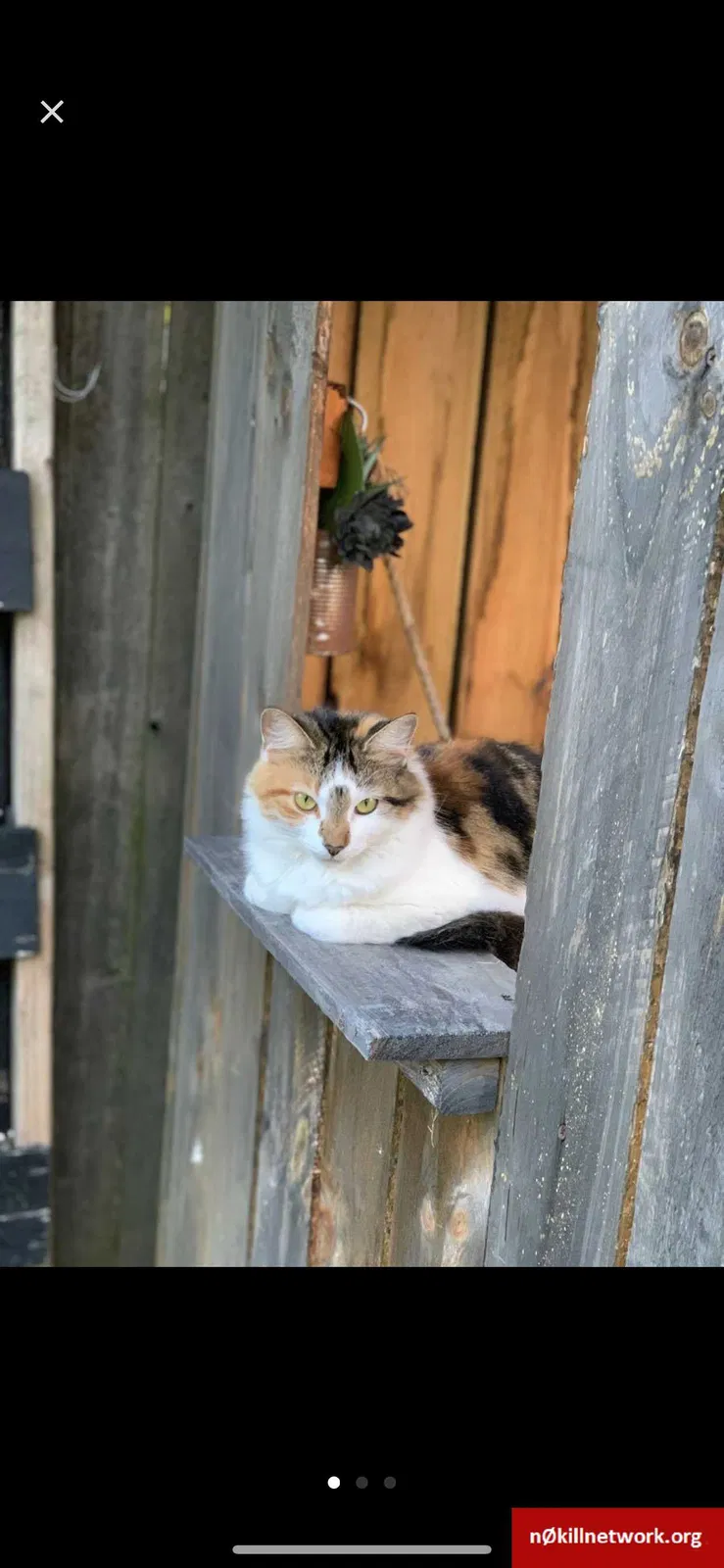 Found cat in Aurora, IL, 60504