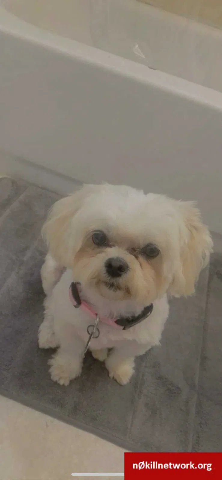 Lost dog in Levittown, NY, 11756