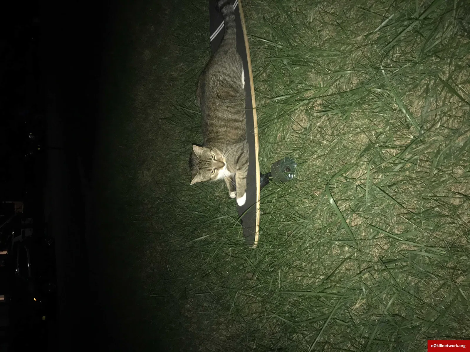 Lost cat in Nyack, NY, 10960