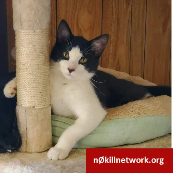 Lost cat in Kalamazoo, MI, 49006