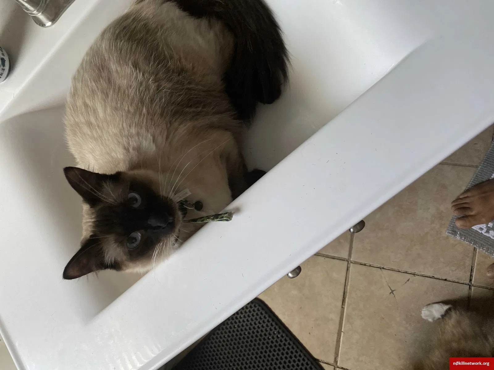 Lost cat in Cleveland, OH, 44129