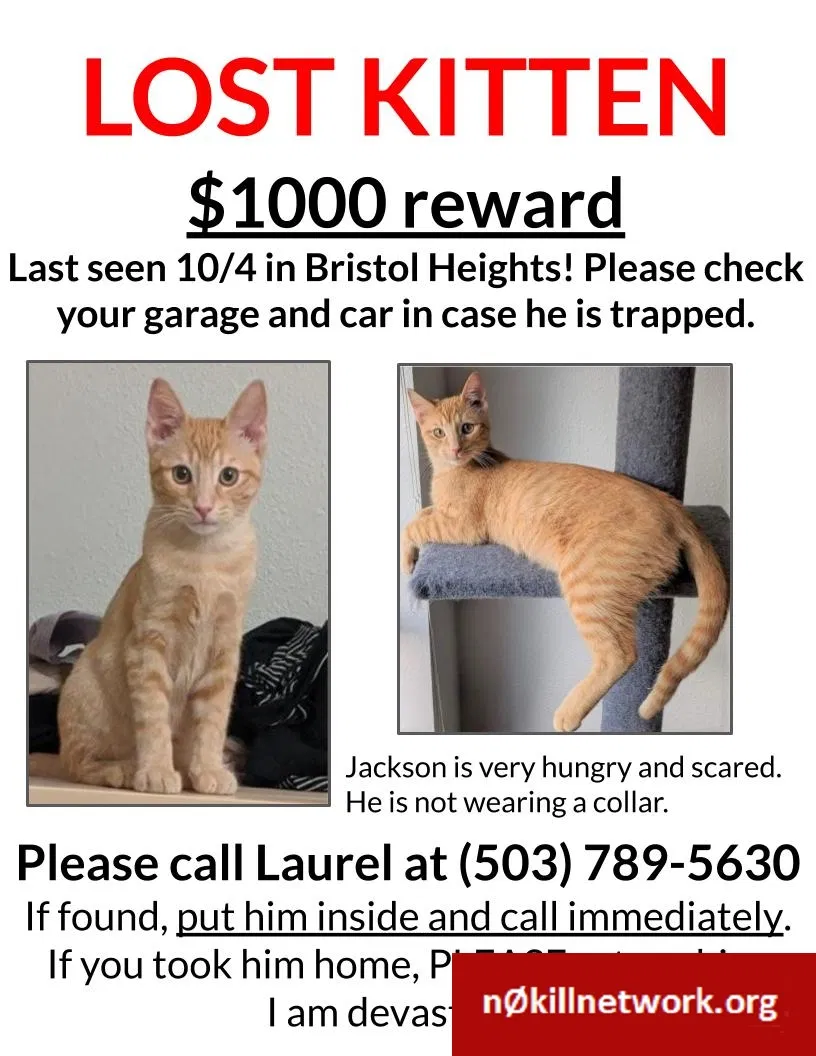 Lost cat in Austin, TX, 78754