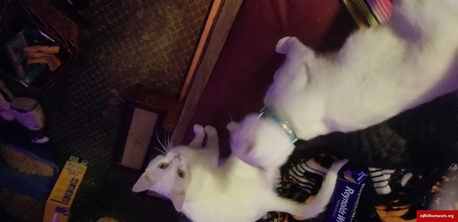 Lost cat in Portland, OR, 97266