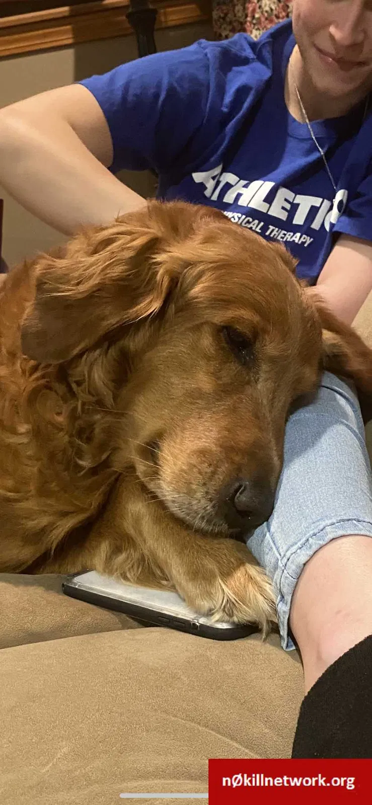 Lost dog in Brookville, OH, 45309