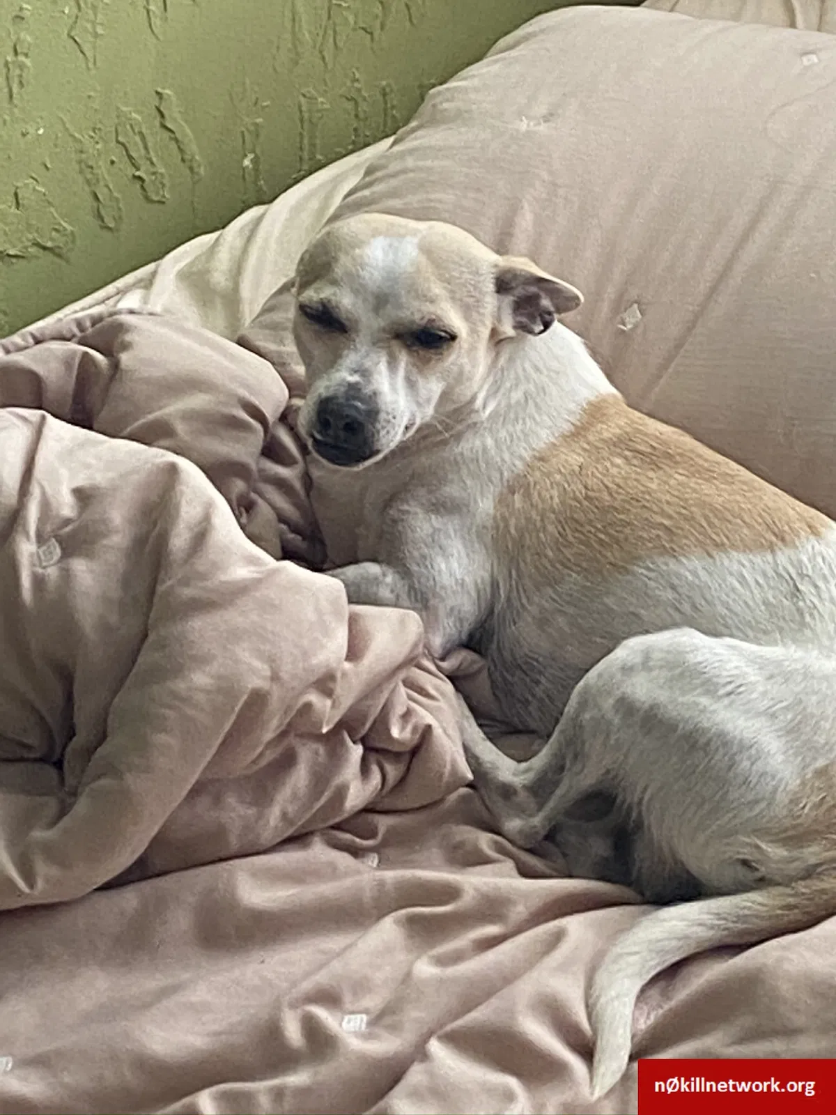 Lost dog in El Paso, TX, 79905