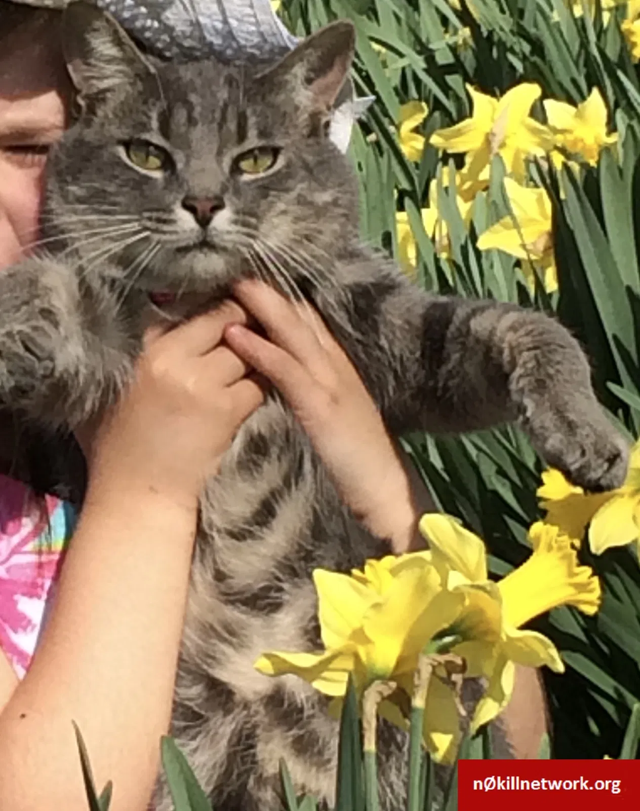 Lost cat in Georgetown, KY, 40324