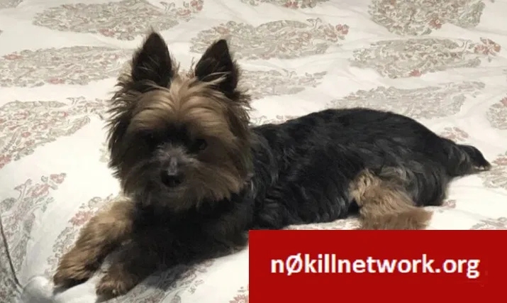 Lost dog in Shreveport, LA, 71107