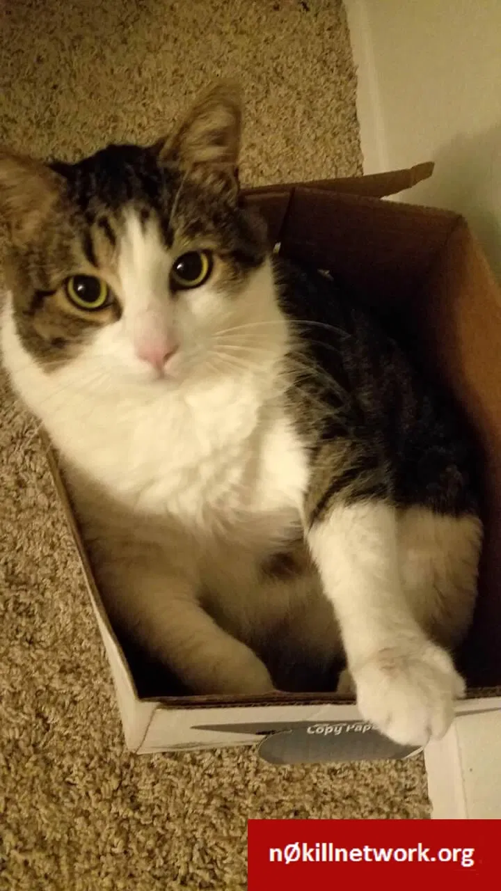 Lost cat in Puyallup, WA, 98371