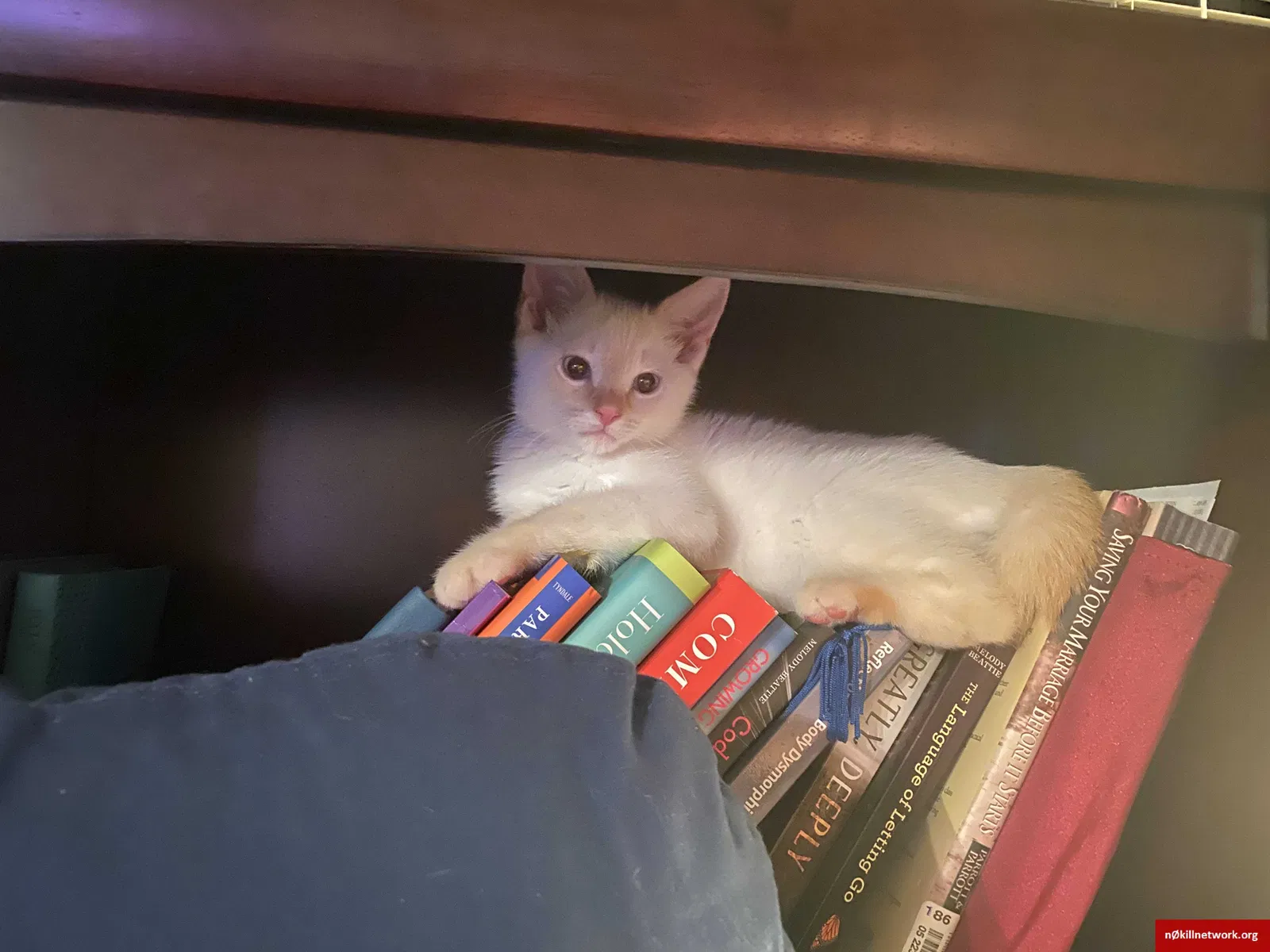 Lost cat in Lynnwood, WA, 98036