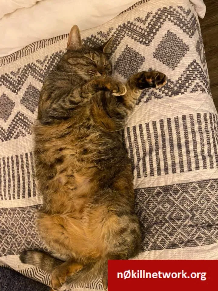 Lost cat in Knoxville, TN, 37932