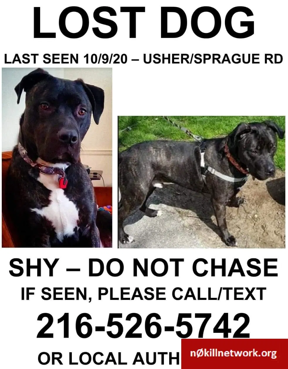 Lost dog in Olmsted Falls, OH, 44138