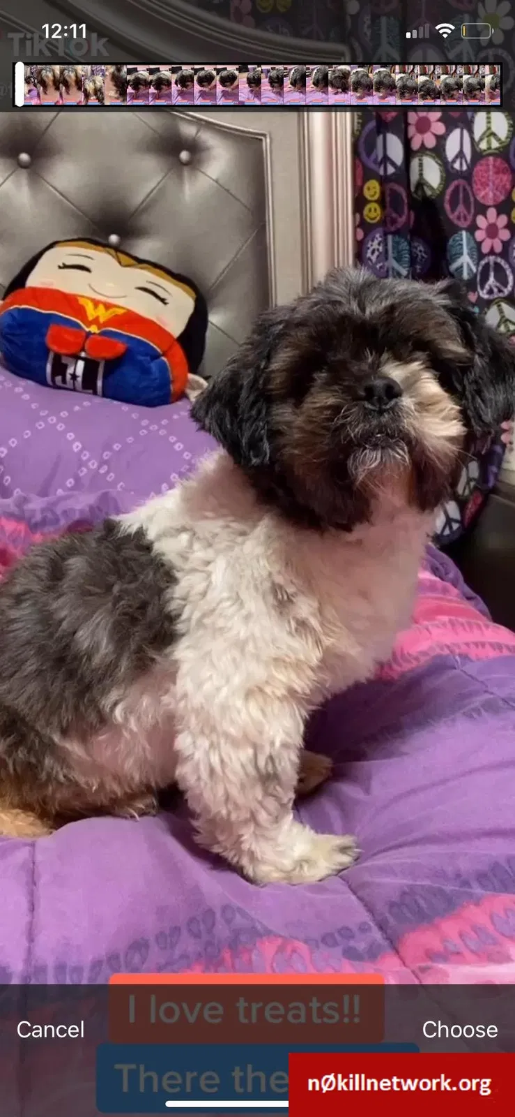 Lost dog in Miami, FL, 33157