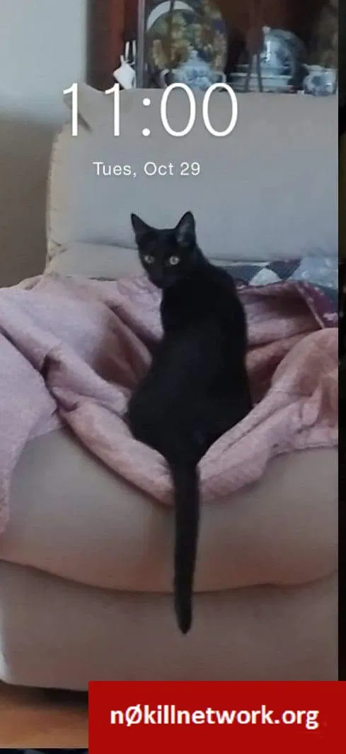 Lost cat in Johnson City, TN, 37601