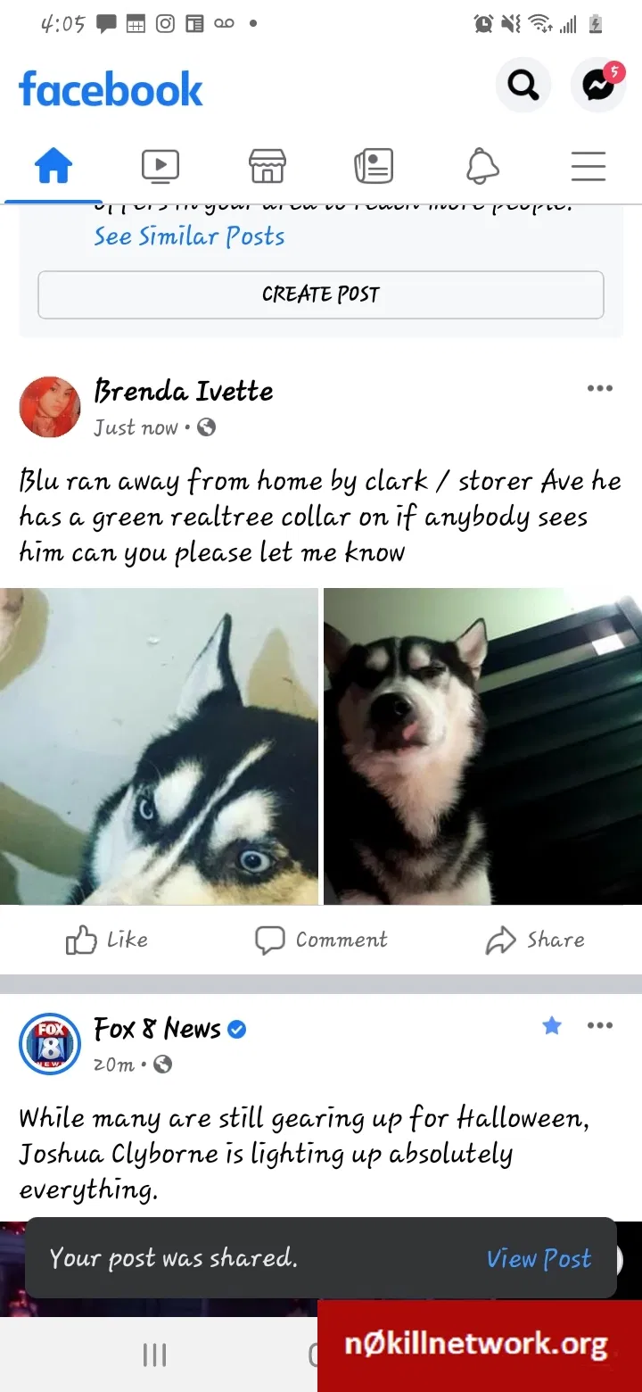 Lost dog in Cleveland, OH, 44102
