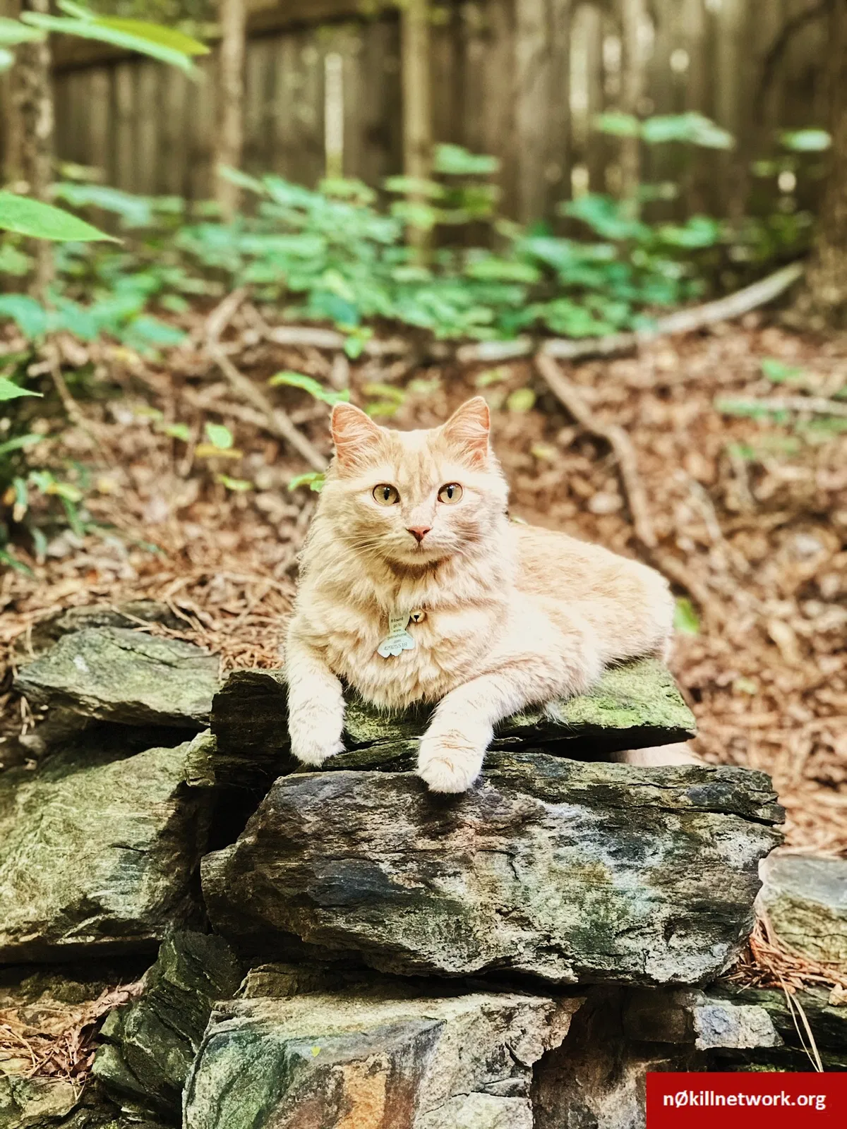 Lost cat in Buford, GA, 30519