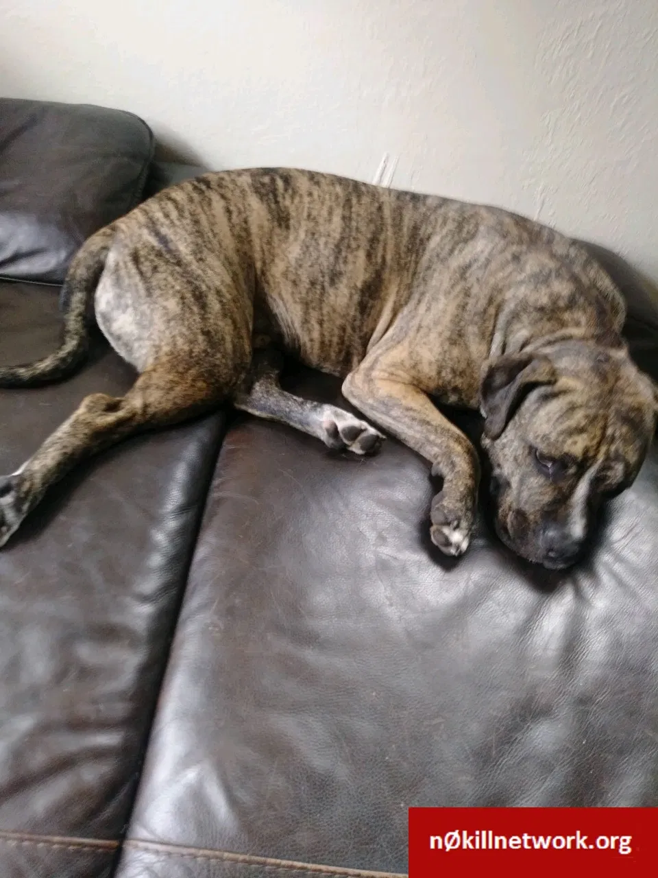 Lost dog in Orlando, FL, 32805